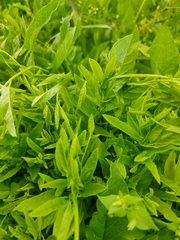 Convolvulus arvensis