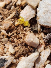 Bulbine mesembryanthemoides