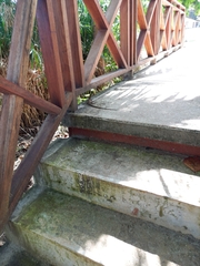 Basiliscus basiliscus