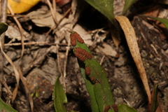 Pyrrosia confluens