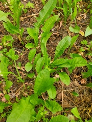 Taraxacum officinale