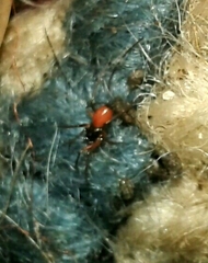 Ostearius melanopygius