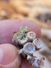 Conophytum bolusiae