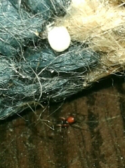 Ostearius melanopygius