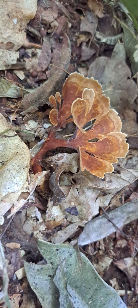 Hymenochaete damicornis · January 2023 · photo: © williamborges (iNaturalist, CC)