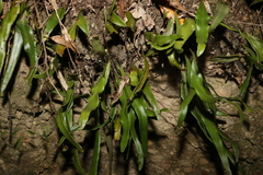 Pyrrosia confluens