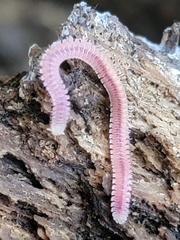 Gosodesmus claremontus