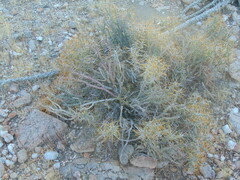 Cylindropuntia tesajo