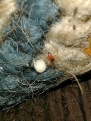 Ostearius melanopygius