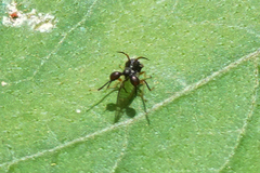 Cyphonia clavata