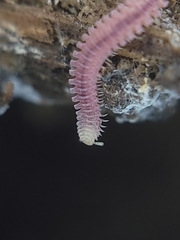 Gosodesmus claremontus