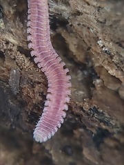 Gosodesmus claremontus