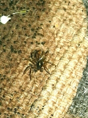 Textrix denticulata