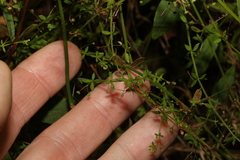 Galium leptogonium