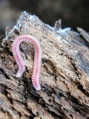 Gosodesmus claremontus