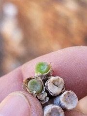 Conophytum bolusiae
