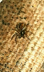 Textrix denticulata