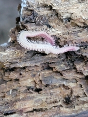 Gosodesmus claremontus