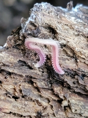 Gosodesmus claremontus