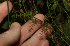 Galium leptogonium
