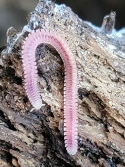 Gosodesmus claremontus