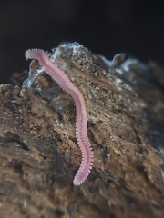 Gosodesmus claremontus