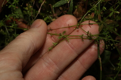 Galium leptogonium