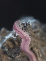 Gosodesmus claremontus