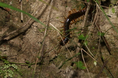 Ethmostigmus rubripes