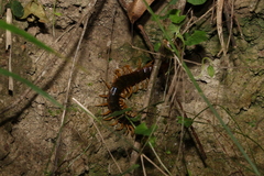 Ethmostigmus rubripes