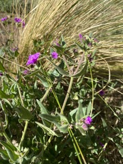 Mirabilis ovata