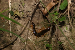 Ethmostigmus rubripes