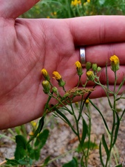Crepis tectorum