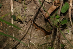 Ethmostigmus rubripes