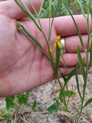 Crepis tectorum