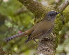 Catharus gracilirostris