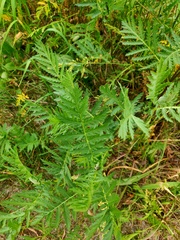 Tanacetum vulgare