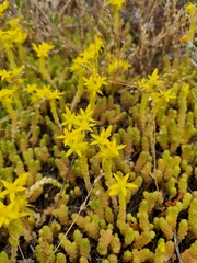 Sedum acre