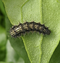 Nymphalini