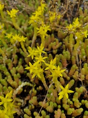 Sedum acre