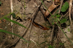 Ethmostigmus rubripes