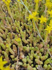 Sedum acre