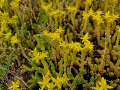 Sedum acre