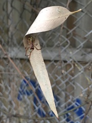 Phonognatha graeffei