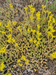 Sedum acre