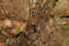 Amegilla cingulata