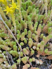 Sedum acre