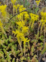 Sedum acre