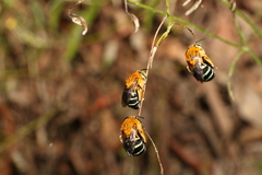 Amegilla cingulata