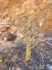 Tylecodon paniculatus